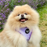 Purple Wall Adjustable Harness