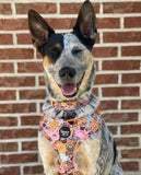 Snack Empawium Adjustable Harness