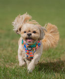 It's a Small Woof Adjustable Harness